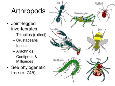 why are arthropods similar to humas